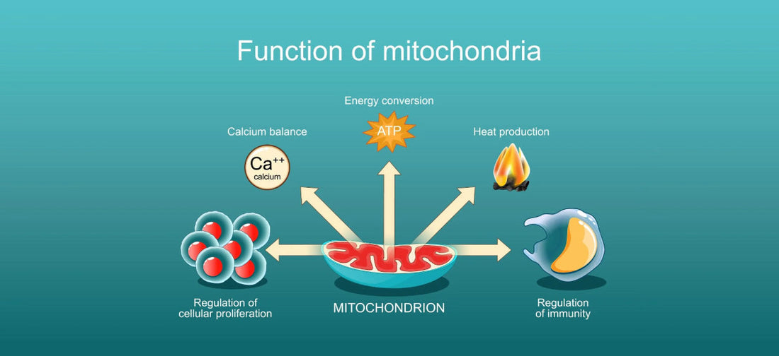 Guide about the Mitochondria Function, ATP & Energy